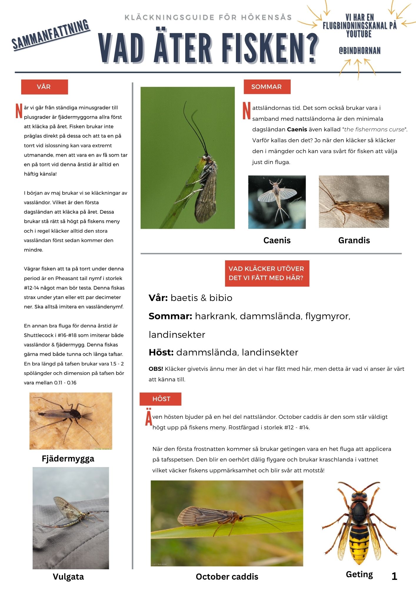 Infografik som visar vad fiskar äter under olika säsonger, med bilder på flugor och insekter.