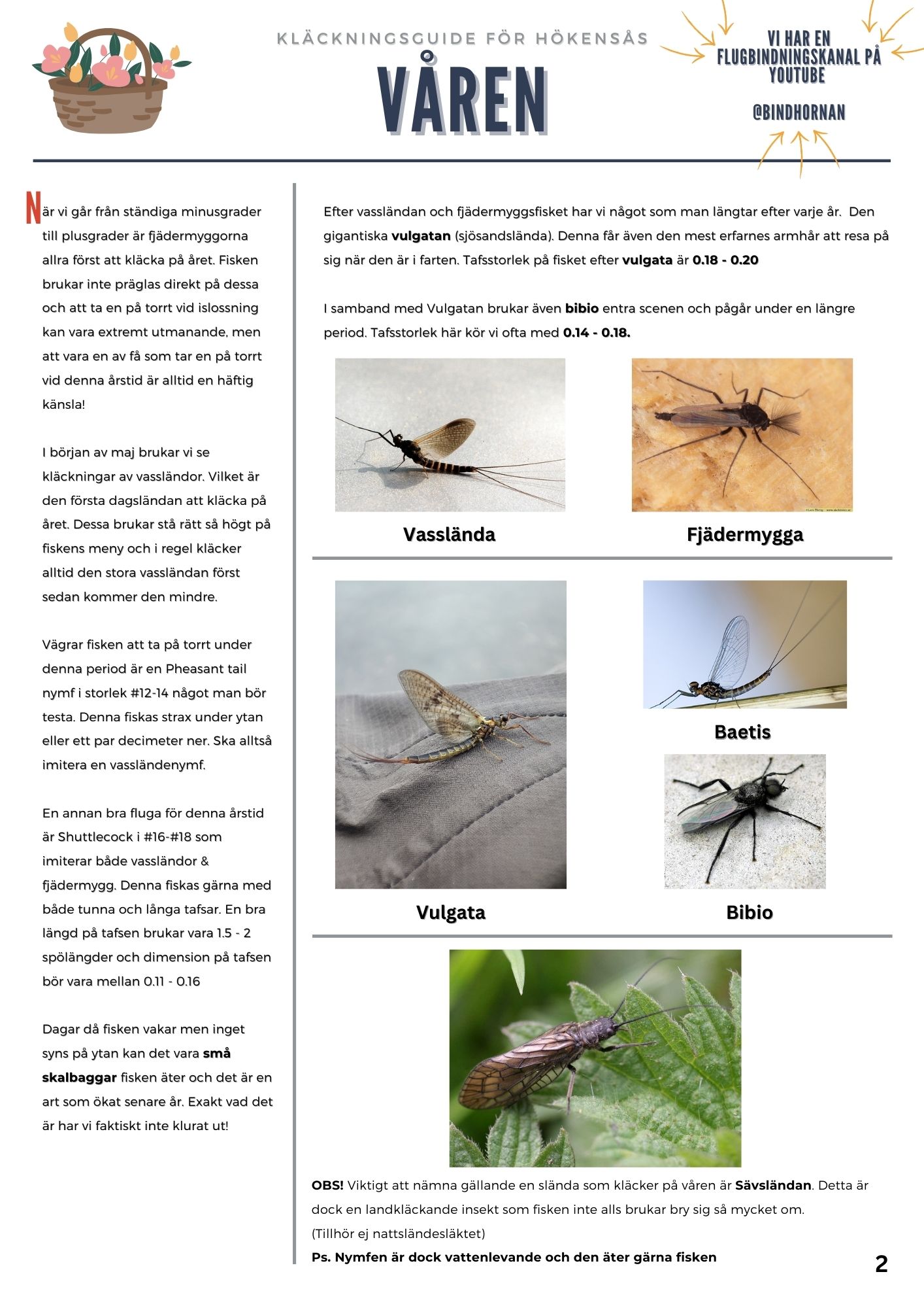 Vårens flugbindningsguide med bilder på vasslända, fjädermygga, vulgata, baetis, bibio och sävslända.