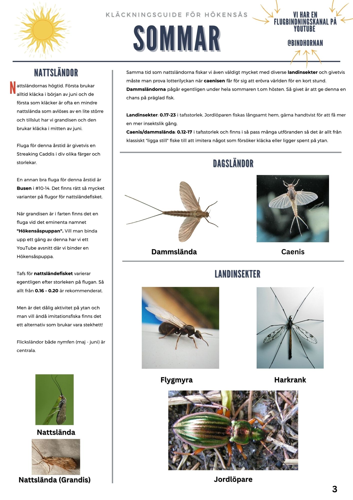 Sommarguide för flugbindning med bilder på olika insekter som Dammslända, Caenis, Flygmyra, Harkrank och Jordlöpare.
