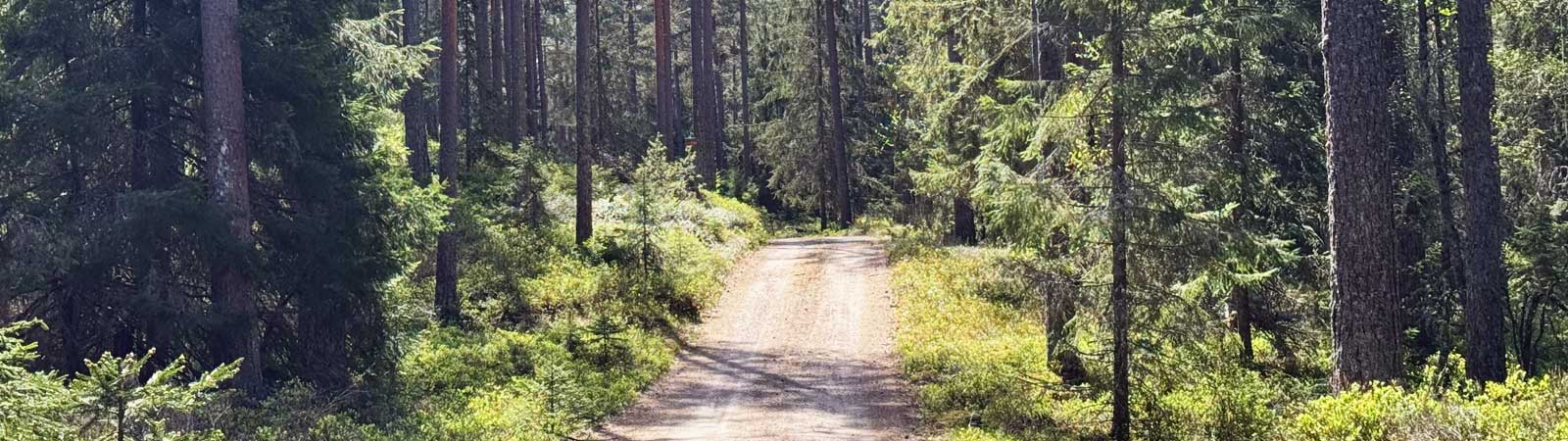 En solig skogsväg mellan höga tallar och grönt buskage.