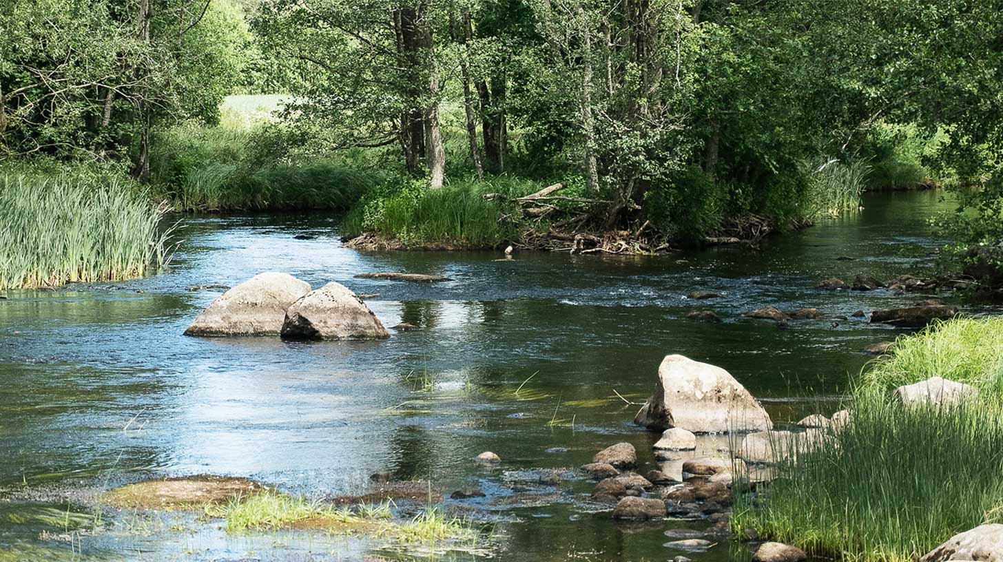 En klar flod med stora stenar och gröna träd längs stranden.