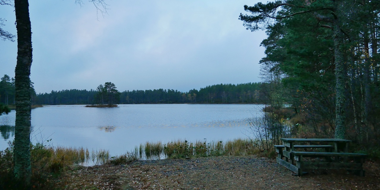 En stilla sjö omgiven av tallskog med en träbänk vid stranden.