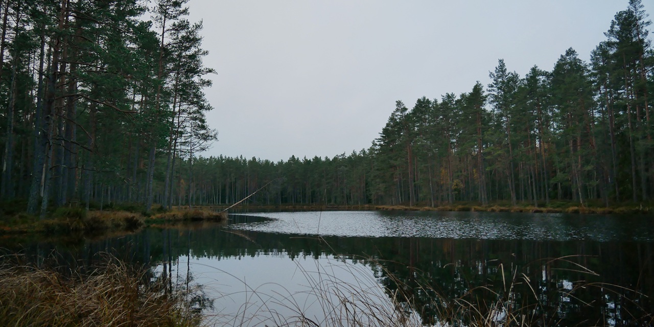 Stilfullt sjölandskap med mörka tallar och spegelblank vattenytan i en skogsmiljö.