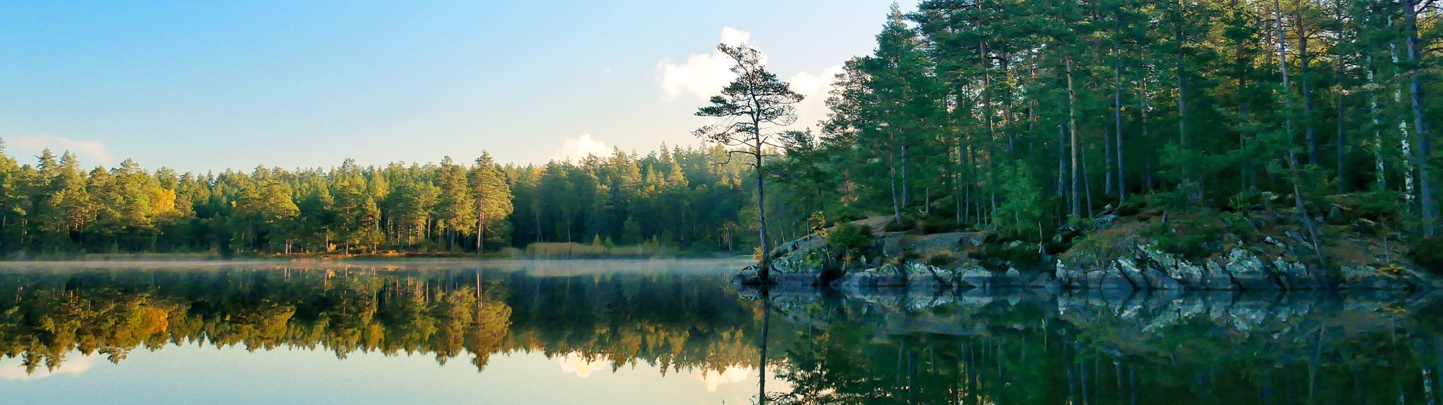 En stilla sjö med spegelblank yta, omgiven av gröna tallskogar och en ensam trädgång i morgonsolens ljus.