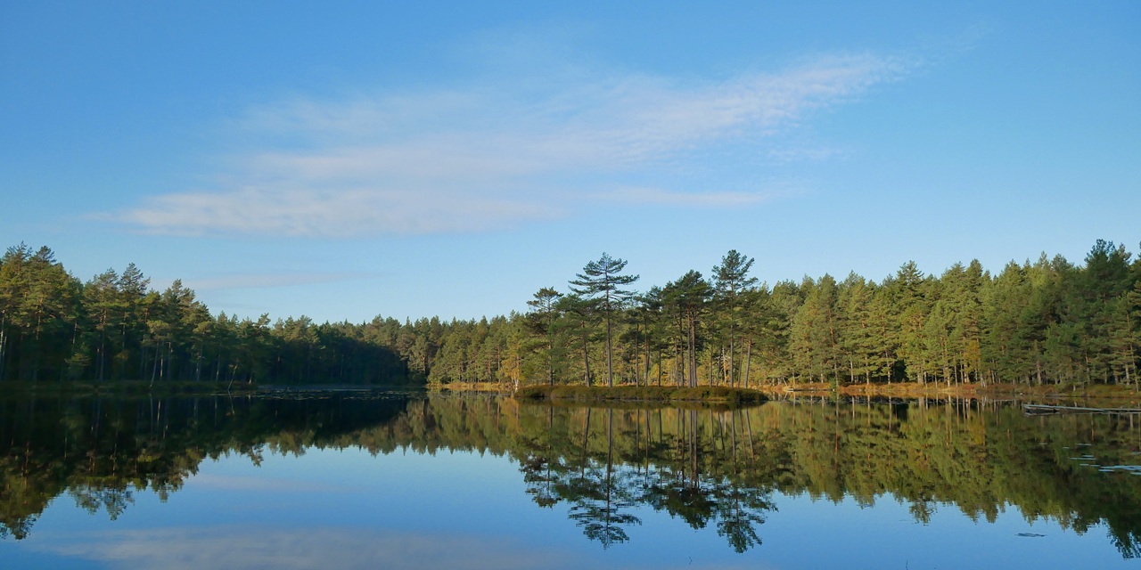 En stilla sjö med spegelblank yta reflekterar gröna tallskogar och klarblå himmel.