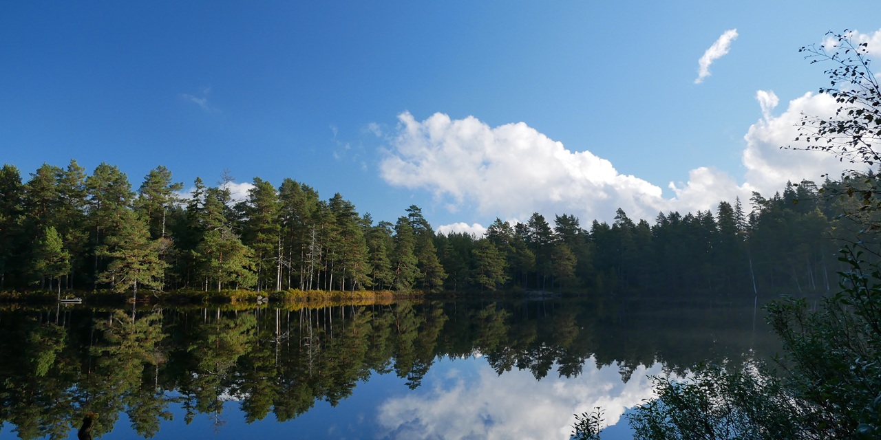 Still vatten speglar skog och blå himmel med vita moln.
