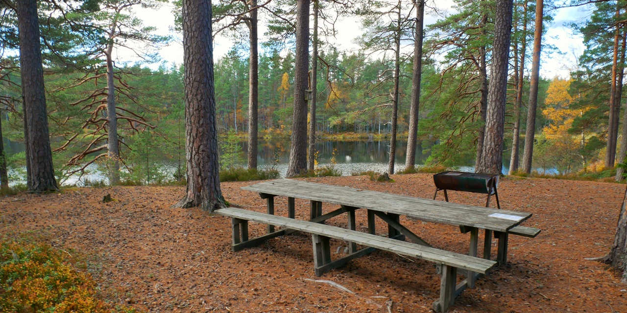 En träbänk och grill vid en stilla sjö omgiven av höstfärgade tallar.