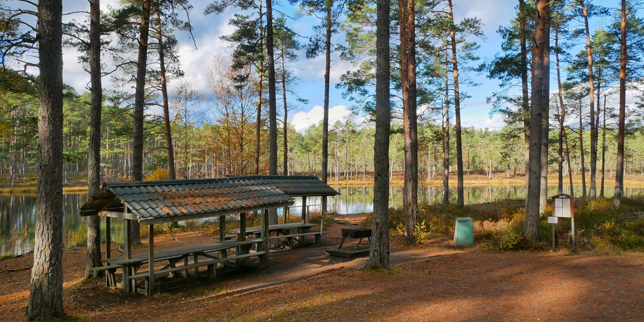 En skogsbrygga med picknickbänkar och en stilla sjö i bakgrunden.