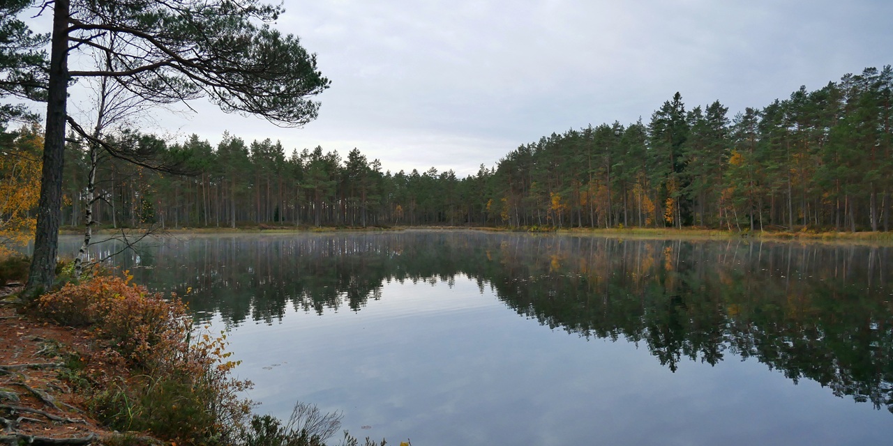 Stilfullt sjölandskap med spegelblank yta, omgiven av höstfärgad skog och en stor tall.