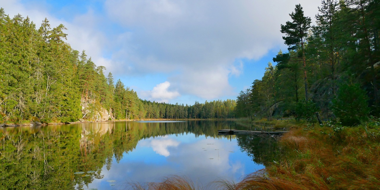 Stilfullt sjölandskap med spegelblank vatten, tät skog och blå himmel med moln.