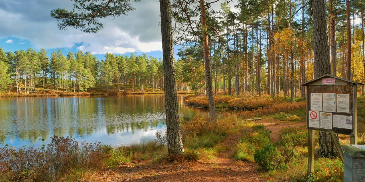 Ljusgul skogsbrygga vid en stilla sjö med reflekterande vatten och höstfärgad vegetation.