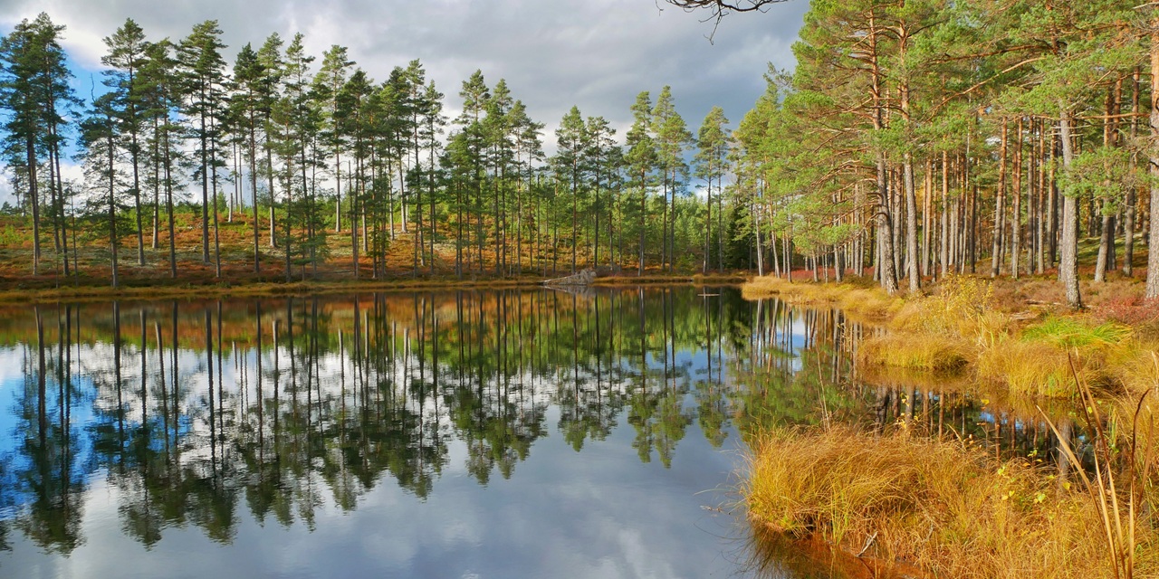 Stilfullt sjölandskap med spegelblank vatten, höga tallar och gyllene höstgräs.